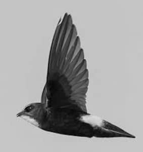 Winged Guardians - The Conservation Endeavors Protecting Tanzania's Little Swift!