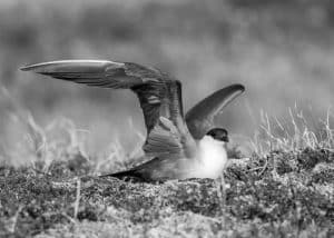 Winged Sleuths - Mastering the Art of Long-tailed Jaeger Spotting in Tanzania's Vast Skies!