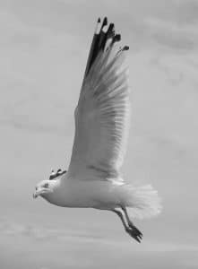 Winged Wonders - Tanzania's Scientific Saga Unraveling the Mysteries of Herring Gulls!