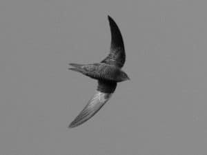 Wings Across Tanzania - Exploring the Habitat and Distribution of the African Swift!