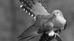Wings Over Tanzania The Common Cuckoo's Habitat and Migration Magic!