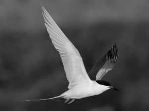 Wings of Change - How You Can Be a Guardian of Tanzania's Roseate Terns!