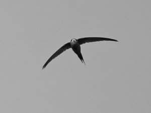 Wings of Rarity - Urging for Conservation of Tanzania's Scarce Swift and Its Precious Habitat!