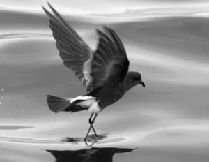 Wings of Resilience - Celebrating Tanzania's Coastal Icons, the Southern Storm-Petrels!