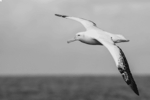 Wings of Respect - Tanzania's Call for Responsible Tourism to Protect the Majesty of Albatrosses!