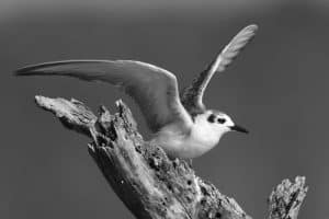 Wings of White - Exploring the Coastal Corners of Tanzania's White-Winged Terns!