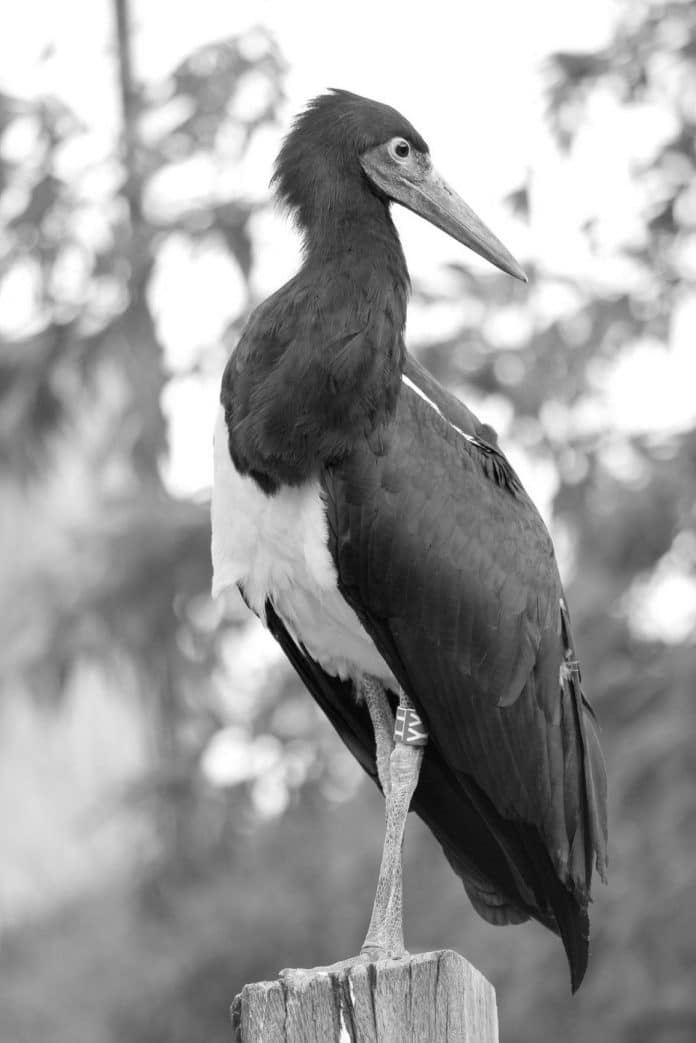 Abdim’s Stork in Tanzania - A Journey Through the Skies of East Africa