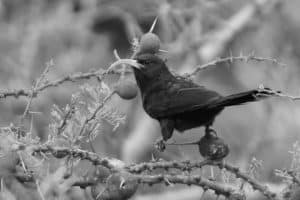 Abyssinian Adventures - Unveiling Avian Marvels in Tanzania's Highland Havens!