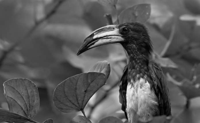 African Pied Hornbill in Tanzania - Pied Perfection in Tanzanian Treetops