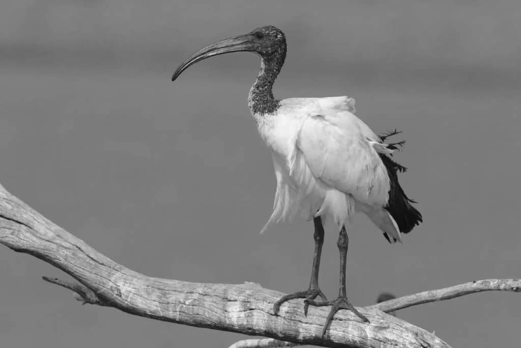 African Sacred Ibis in Tanzania: Symbolism and Conservation Insights ...