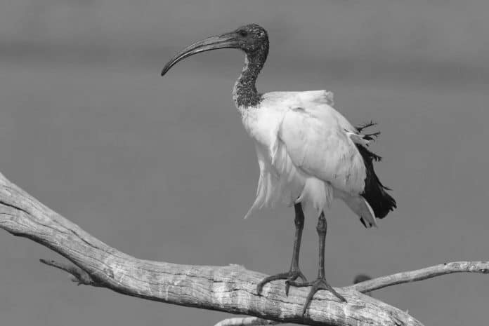 African Sacred Ibis in Tanzania - Symbolism and Conservation Insights