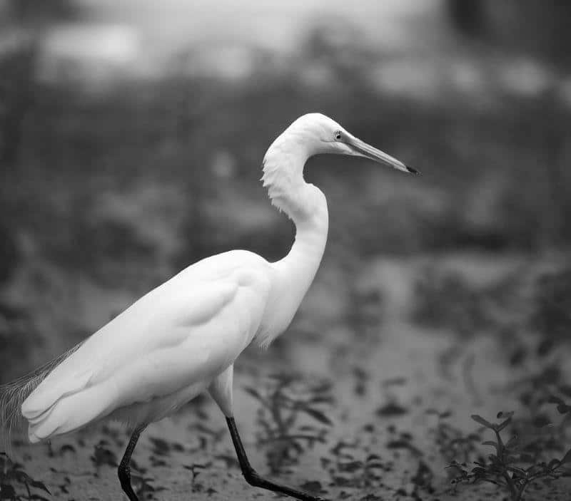 Intermediate Egret in Tanzania: A Delicate Wader in Tanzanian Wetlands ...