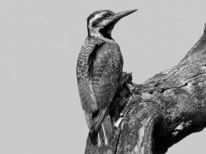 Beard of the Forest - Exploring Tanzania's Bearded Woodpecker Habitat and Hideaways!