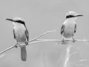 Best Practices for Observing Somali Bee-Eaters in Tanzania