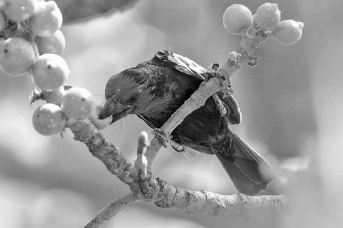 Black-Billed Barbet in Tanzania - Inky Black Beauty in Tanzanian Jungles