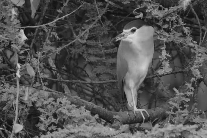 Black-Crowned Night-Heron in Tanzania Nocturnal Marvels Unveiled