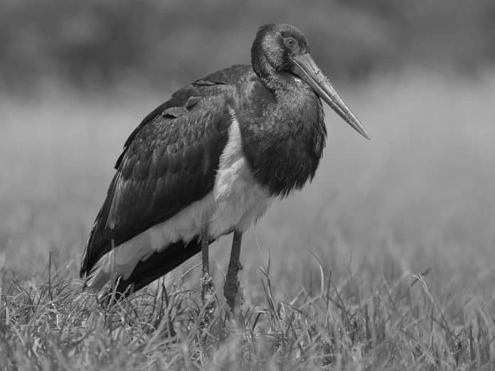 Black Stork in Tanzania - Regal Avian Residents of African Wetlands
