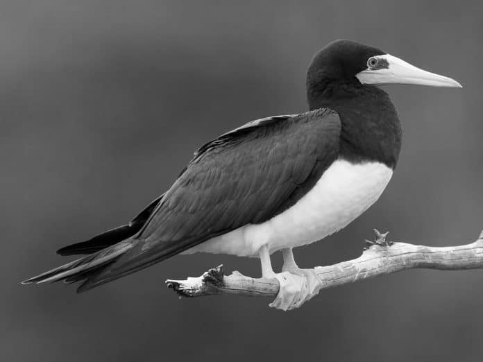 Brown Booby in Tanzania - Unraveling the Coastal Beauty of this Species