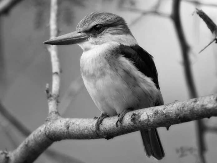 Brown-Hooded Kingfisher in Tanzania - Earth-Toned Elegance in Tanzanian Woodlands