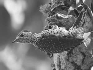 Capturing Tanzania's Green-Backed Woodpecker Beauty Through Lens and Eyes!