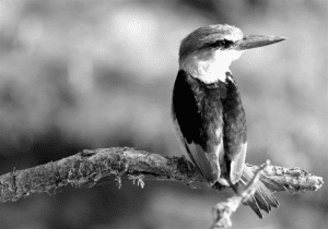 Capturing Tanzania's Kingfishers