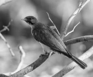 Championing Conservation for Tanzania's Magnificent Greater Honeyguide!