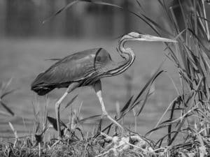 Charting the Wetland Realms Inhabited by Tanzania's Magnificent Purple Herons!