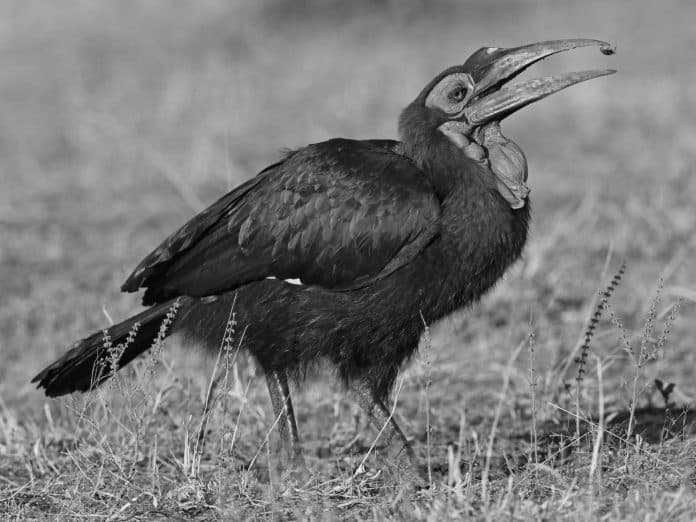 Conserving the Iconic Ground-Hornbills in Tanzania - A Vital Wildlife Protection Effort