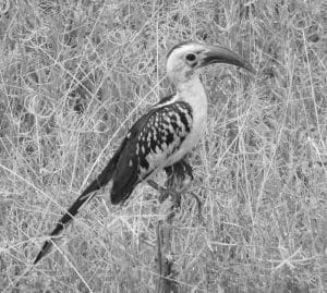 Crimson Call The Tanzania's Red-Billed Hornbill, a Beacon of Forest Charm!