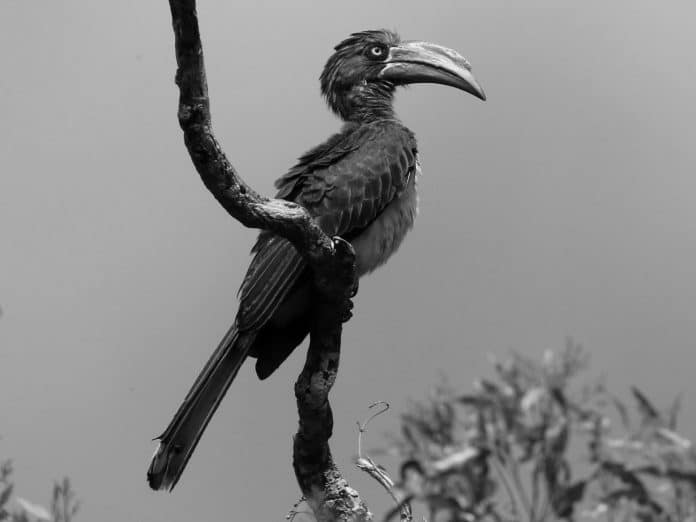 Crown Jewel - Witnessing the Majestic Crowned Hornbill in Tanzanian Forests
