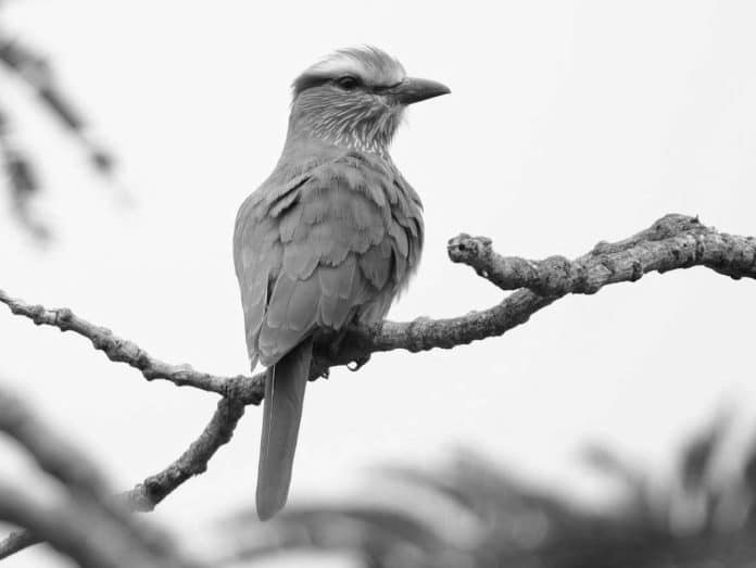 Crowned Majesty - Rufous-Crowned Roller’s Presence Over Tanzanian Plains