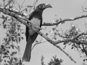 Crowned in Splendor - Where to Find Tanzania's Majestic Crowned Hornbills!