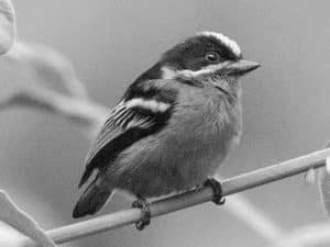 Decoding the melodious chatter of the Moustached Tinkerbird!