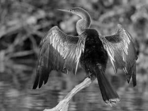 Delving into Tanzania's Rich Tapestry of Anhinga Myths and Legends!