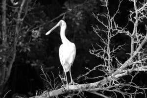 Delving into Tanzania's Wetland Oases Inhabited by the Elegant Spoonbills!