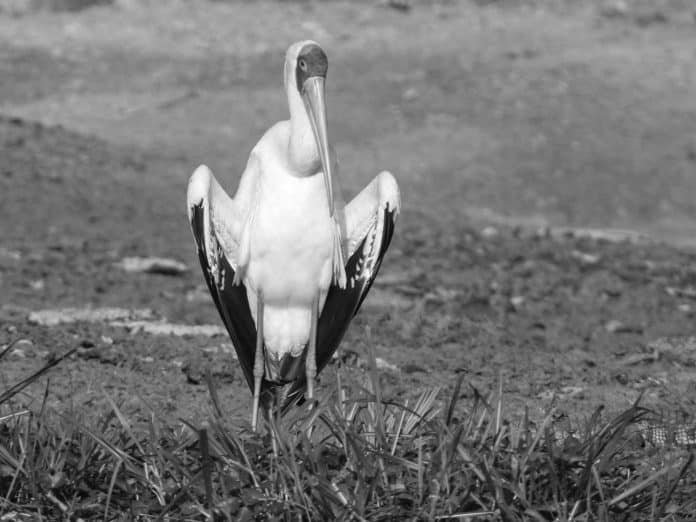 Discover the Enigmatic Beauty of the Yellow-Billed Stork in Tanzania