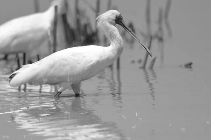 Discover the Grace and Grandeur of Spoonbills in Tanzania - A Wildlife Enthusiast’s Delight