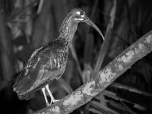 Discovering Tanzania's Enigmatic Spot-Breasted Ibises, Embodiments of Wetland Mystique!