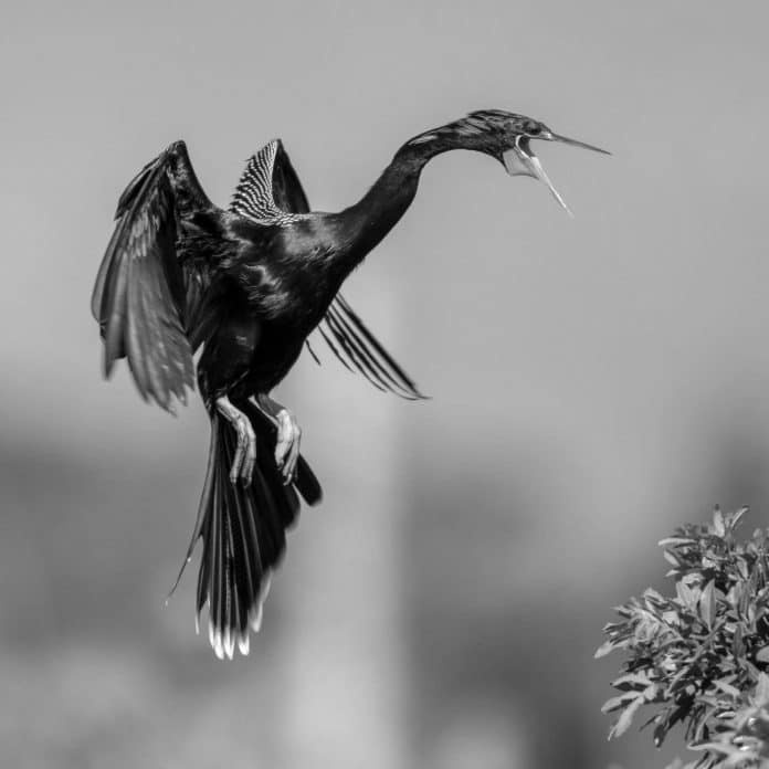 Discovering the Allure of Anhingas in Tanzania - A Guide to Witnessing Nature’s Grace in the Heart of Africa