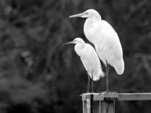 Discovering the Charming Habitat of Tanzania's Little Egrets!