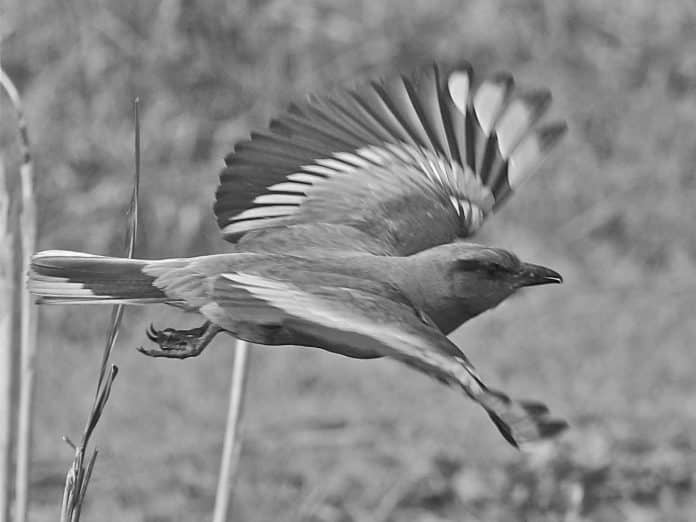 Discovering the Colorful Splendor of Rollers in Tanzania - A Photographic Journey through Avian Wonders