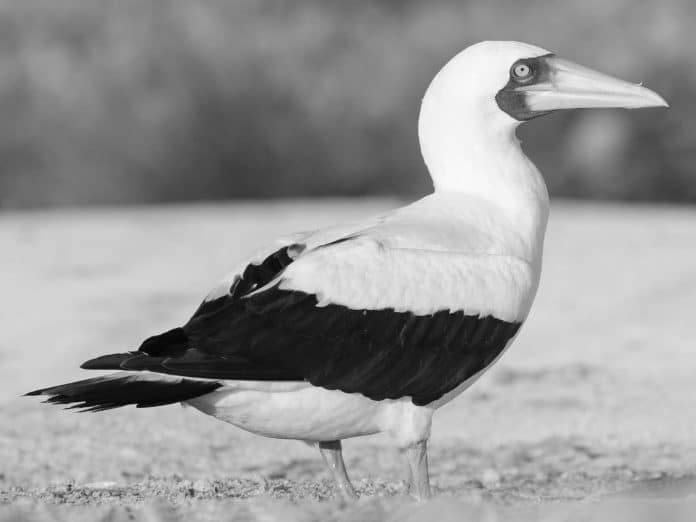 Discovering the Enigmatic Beauty of the Masked Booby in Tanzania - A Nature Lover’s Delight