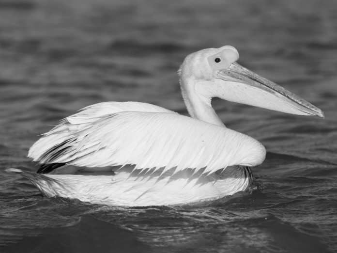 Discovering the Great White Pelican in Tanzania - Navigating Lakes and Rivers