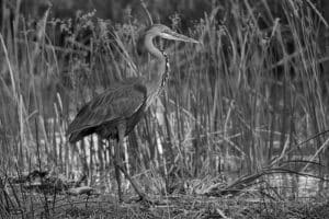Discovering the Majestic Presence of Tanzania's Heron Giants!