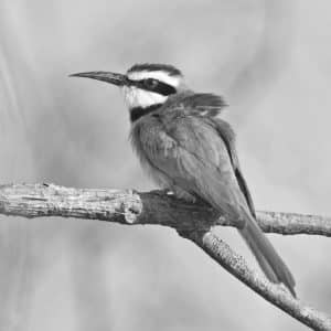 Discovering the World of Tanzania's White-Throated Bee-Eaters