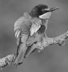 Dive into the realm of European Bee-Eater research and studies in Tanzania!