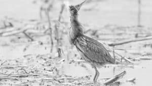 Diving into Tanzania's Rich Tapestry of Bittern Diversity!