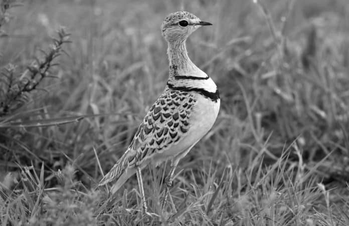 Double-Banded Courser in Tanzania - A Rare Find Hidden in the Sands of the Country