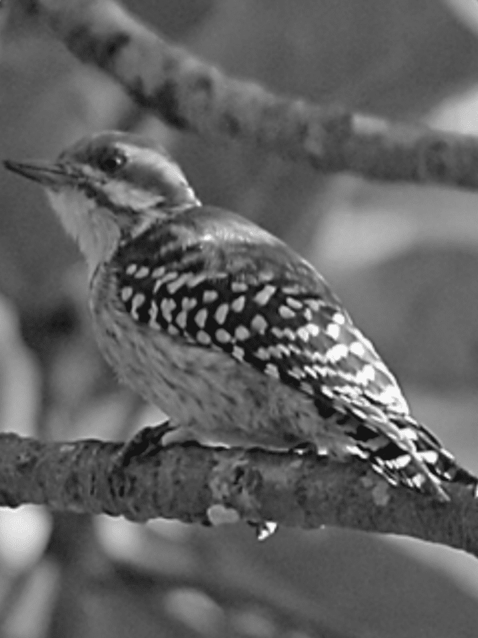 Earthy Elegance - Brown-Backed Woodpecker’s Presence in Tanzanian Forests