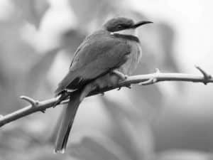 Ensuring Tomorrow for Tanzania's Cinnamon-Chested Bee-Eaters